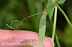 Photo: Lathyrus pratensis