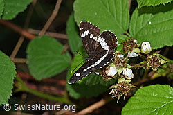 Kleiner Eisvogel (Limenitis camilla) an Blüten der Himbeere (Rubus idaeus) (F217303)