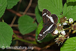 Kleiner Eisvogel (Limenitis camilla) an Blüten der Himbeere (Rubus idaeus) (F217305)