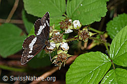 Kleiner Eisvogel (Limenitis camilla) an Blüten der Himbeere (Rubus idaeus)