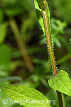 Erigeron annuus (F217312)