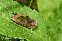 Photo: Diachrysia chrysitis