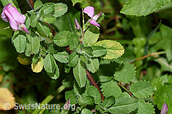 Kriechende Hauhechel (Ononis repens) (F217323) Kriechende Hauhechel (Ononis repens) (F217323)