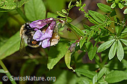 Bombus pascuorum on Vicia cracca (F217327)
