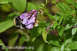 Bombus pascuorum on Vicia cracca (F217330)