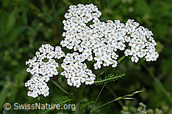 Achillea millefolium (F217342)