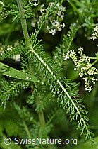 Achillea millefolium (F217343)