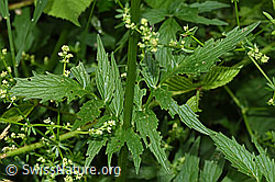 Gebräuchlicher Baldrian (Valeriana officinalis) (F217353) Gebräuchlicher Baldrian (Valeriana officinalis) (F217353)