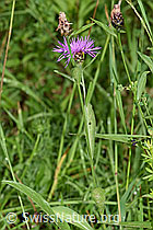 Wiesen-Flockenblume (Centaurea jacea) (F217364) Wiesen-Flockenblume (Centaurea jacea) (F217364)