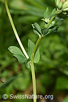 Gewöhnlicher Hornklee (Lotus corniculatus) (F217367)