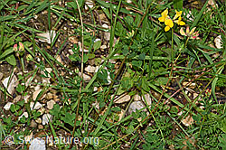 Gewöhnlicher Hornklee (Lotus corniculatus) (F217370)