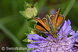 Thymelicus sylvestris on Knautia dipsacifolia (F217383)