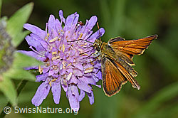 Thymelicus sylvestris on Knautia dipsacifolia (F217384)