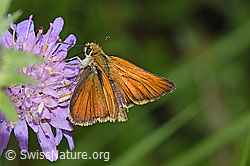 Thymelicus sylvestris on Knautia dipsacifolia (F217386)
