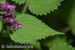 Wald-Ziest (Stachys sylvatica) (F217402) Wald-Ziest (Stachys sylvatica) (F217402)