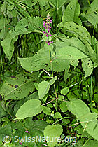 Wald-Ziest (Stachys sylvatica) (F217407) Wald-Ziest (Stachys sylvatica) (F217407)