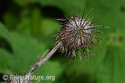 Bach-Nelkenwurz (Geum rivale) (26.06.2022, F217409)