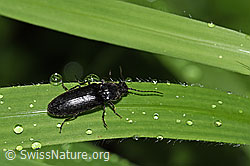 Schwarzer Rauhaarschnellkäfer (Hemicrepidius niger) (F217427) Schwarzer Rauhaarschnellkäfer (Hemicrepidius niger) (F217427)