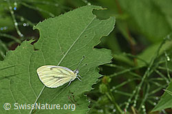 Pieris napi (F217460)