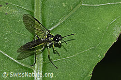 Grünschwarze Blattwespe (Tenthredo mesomela) (F217472) Grünschwarze Blattwespe (Tenthredo mesomela) (F217472)
