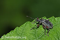 Gespornter Blattrüssler (Phyllobius glaucus) (26.06.2022, F217479)