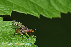 F217483: Limnia unguicornis (Hornfliege)