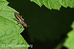 F217484: Limnia unguicornis (Hornfliege)