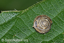 Seidenhaarschnecke (Trochulus sericeus) (F217492) Seidenhaarschnecke (Trochulus sericeus) (F217492)
