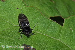 Schwarzer Rauhaarschnellkäfer (Hemicrepidius niger) (F217508) Schwarzer Rauhaarschnellkäfer (Hemicrepidius niger) (F217508)