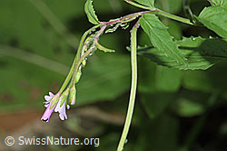 Foto: Berg-Weidenröschen (Epilobium montanum)