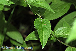 Foto: Berg-Weidenröschen (Epilobium montanum)