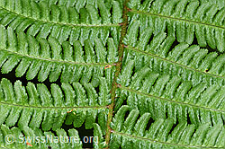 Echter Wurmfarn (Dryopteris filix-mas) (F217521) Echter Wurmfarn (Dryopteris filix-mas) (F217521)