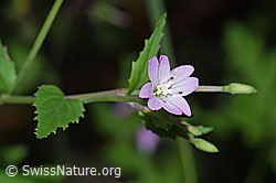 Berg-Weidenröschen (Epilobium montanum) (26.06.2022, F217524)