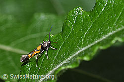 Mompha locupletella (Fransenmotte) (F217528)