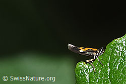Mompha locupletella (Fransenmotte) (F217530)