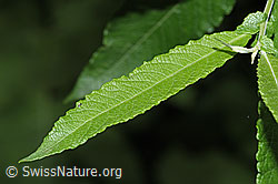 Photo: Salix cinerea