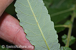 Photo: Salix cinerea