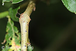 Photo: Salix cinerea