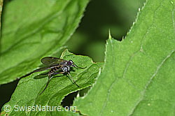 Rhagio maculatus (Schnepfenfliege) (F217545) Rhagio maculatus (Schnepfenfliege) (F217545)