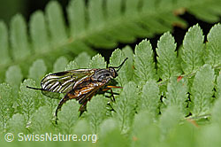 Photo: Rhagio scolopaceus