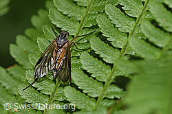 Photo: Rhagio scolopaceus