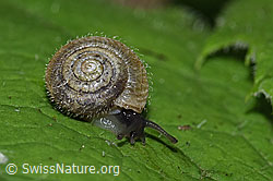 Seidenhaarschnecke (Trochulus sericeus) (F217598) Seidenhaarschnecke (Trochulus sericeus) (F217598)