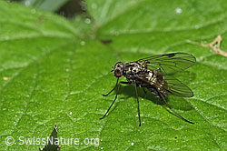 Kronen-Schnepfenfliege (Chrysopilus cristatus) (F217604)