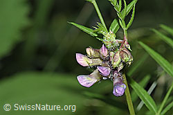 Gewöhnliche Vogelwicke (Vicia cracca) (26.06.2022, F217610)