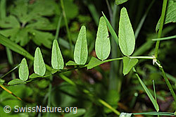 Foto: Gewöhnliche Vogelwicke (Vicia cracca)