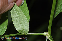 Foto: Gewöhnliche Vogelwicke (Vicia cracca)