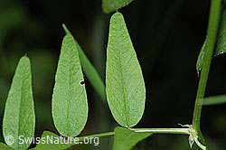 Foto: Gewöhnliche Vogelwicke (Vicia cracca)