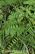 Gewöhnliche Vogelwicke (Vicia cracca) (26.06.2022, F217618)