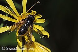 Sumpf-Pippau (Crepis paludosa)