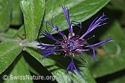 Berg-Flockenblume (Centaurea montana) (F217646) Berg-Flockenblume (Centaurea montana) (F217646)